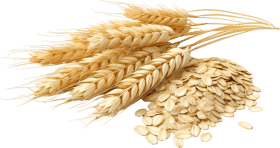 Synadentix Ingredients